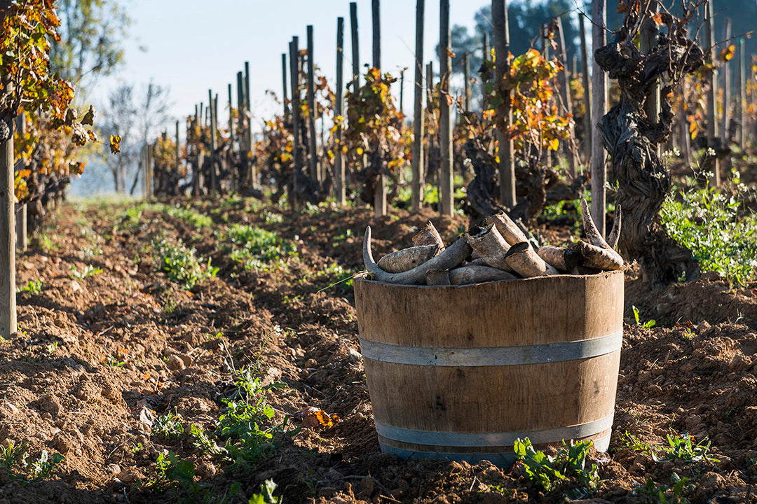 Raventós i Blanc – 'De Nit' Brut Rosé 2021