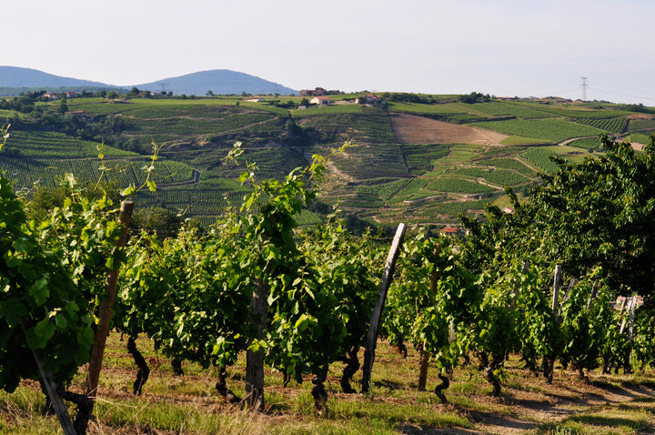 Domaine Faury – Côte-Rôtie 2020
