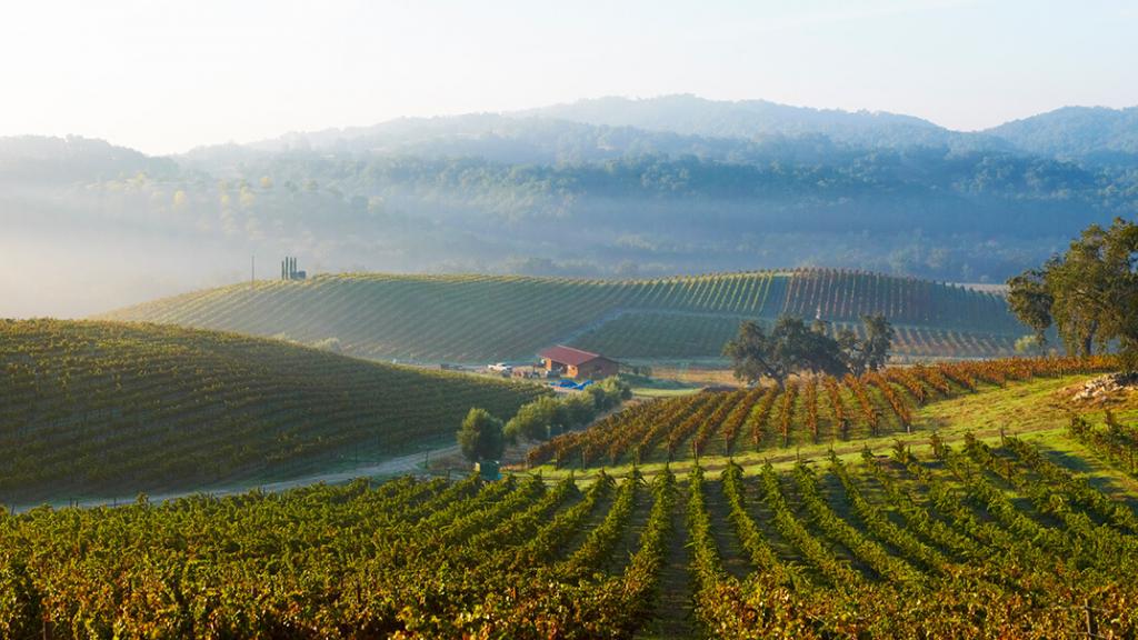 Domaine Dujac – Clos Saint-Denis Grand Cru 2020 - Magnum