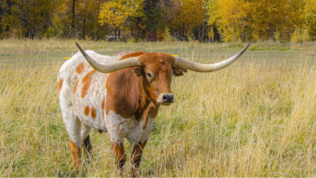 Frankie's Supper Club: A Taste of Texas Autumn | November 22nd - San Antonio