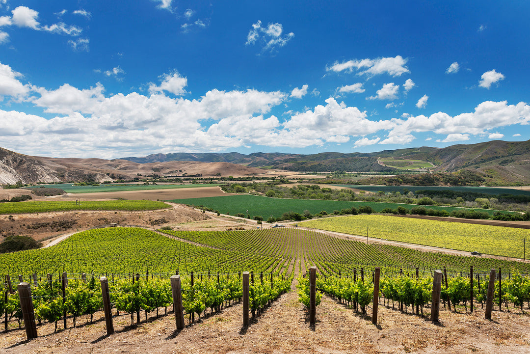 Domaine de la Côte – ‘Bloom’s Field’ Pinot Noir 2022