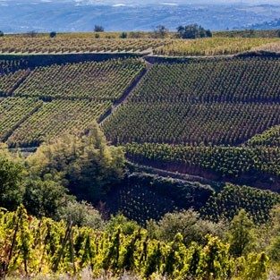 Domaine Faury – Côte-Rôtie 2020
